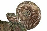 Iridescent, Pyritized Ammonite (Quenstedticeras) Fossil Display #353740-1
